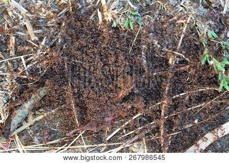 Colony Of Red Ants Small. Spring Outputs Ants On The Surface For Mating.