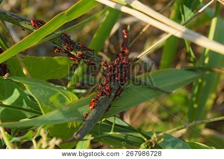 Firebugs Mating And Walking Backwards. Spring Nature Fire Bug Red Insects Macro. Red Bugs In The Gra