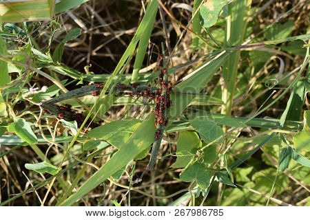 Firebugs Mating And Walking Backwards. Spring Nature Fire Bug Red Insects Macro. Red Bugs In The Gra