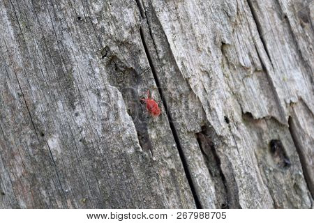 Trombidiidae On Tree Bark. Spring Trombidiidae In Search Of Food.