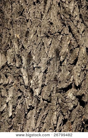 ปิดยิงของ bole xylem
