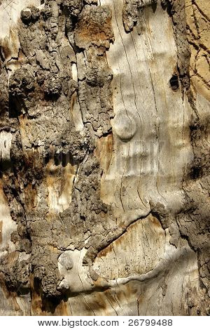 ปิดยิงของ bole xylem