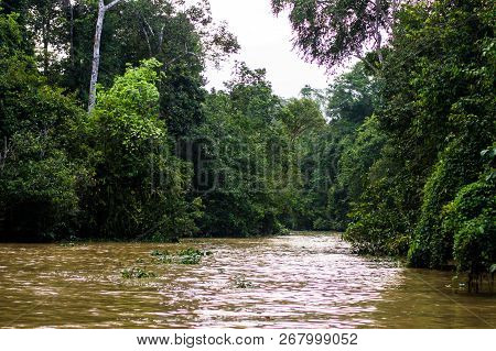 Rainforest Along The Kinabatangan River, Sabah, Borneo. Malaysia.