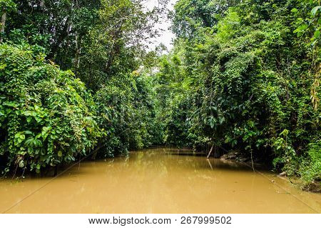 Lush Rainforest Along Yellow Water Sabah, Borneo. Malaysia.