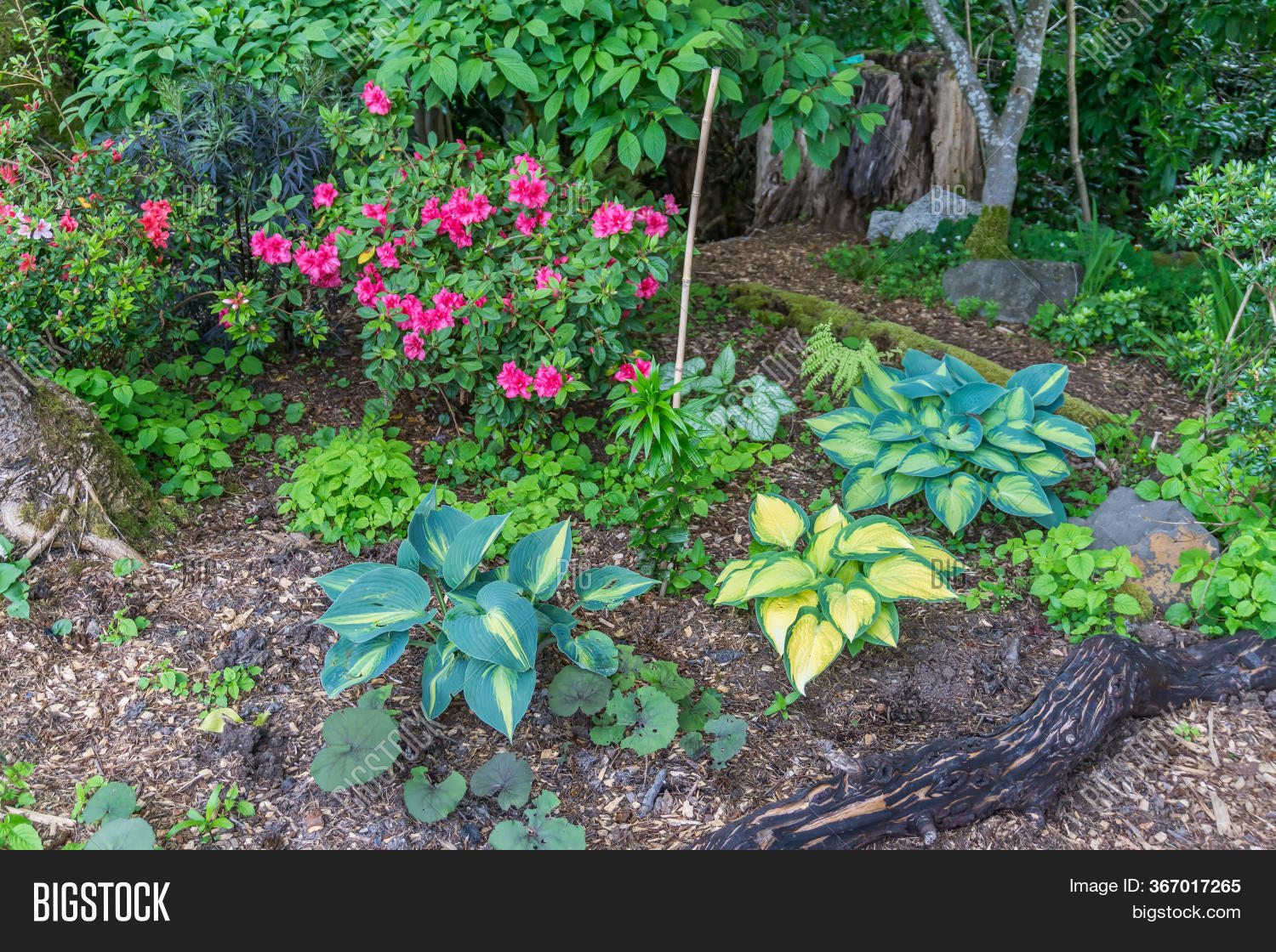 Garden Hosta Plants Image & Photo (Free Trial) | Bigstock