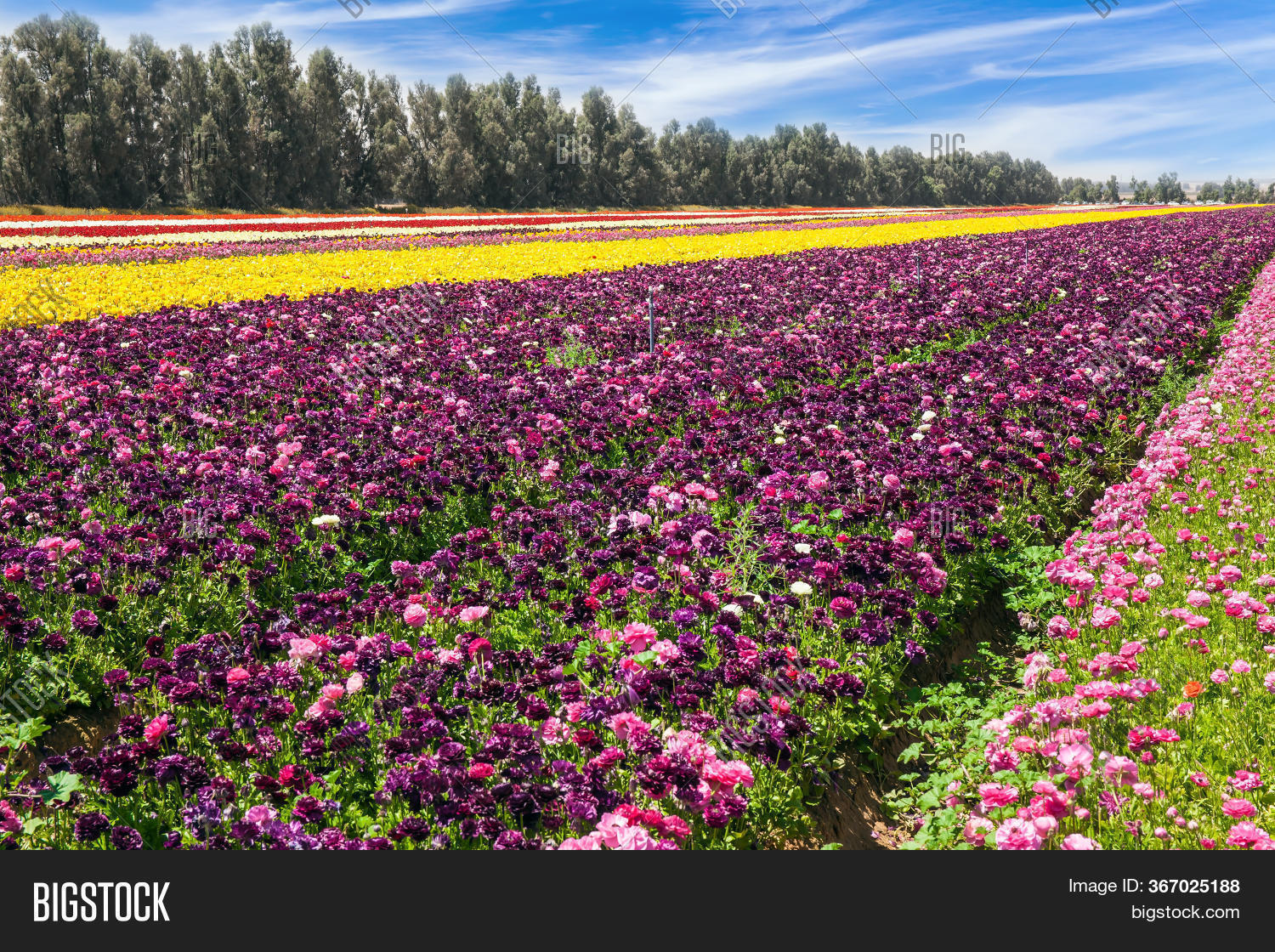 Jewish Nature Spring Spring Walk Southern Image & Photo (Free Trial) | Bigstock