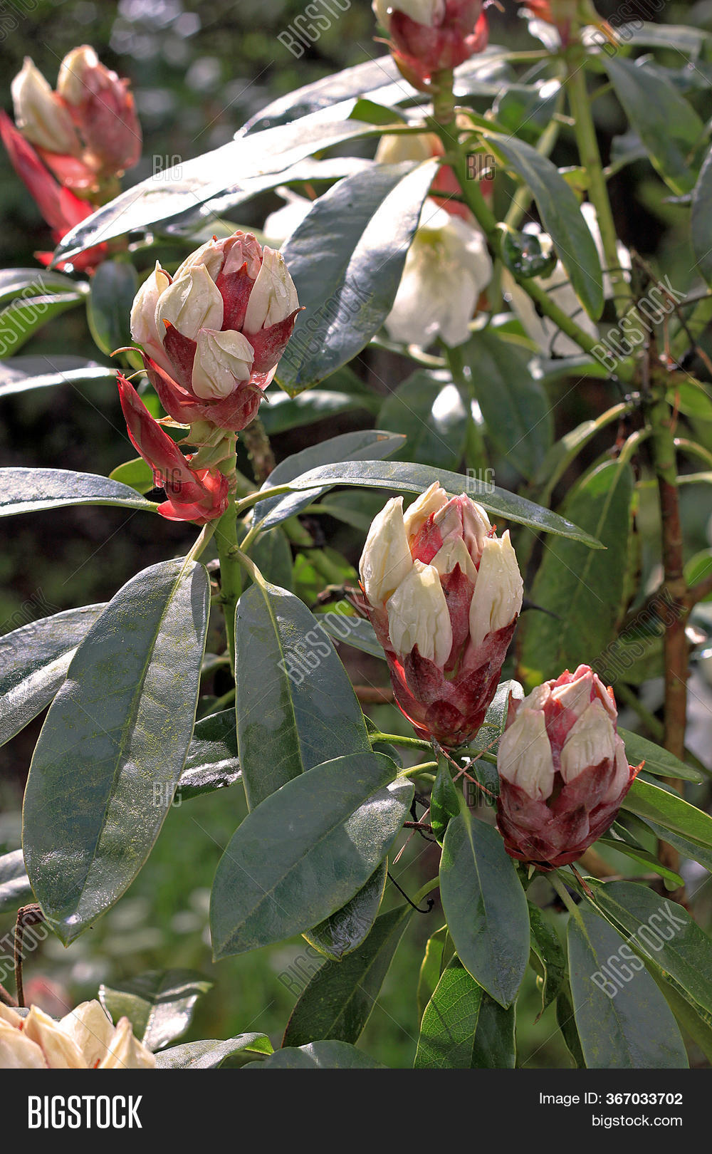 Rhododendron Spring. Image & Photo (Free Trial) | Bigstock