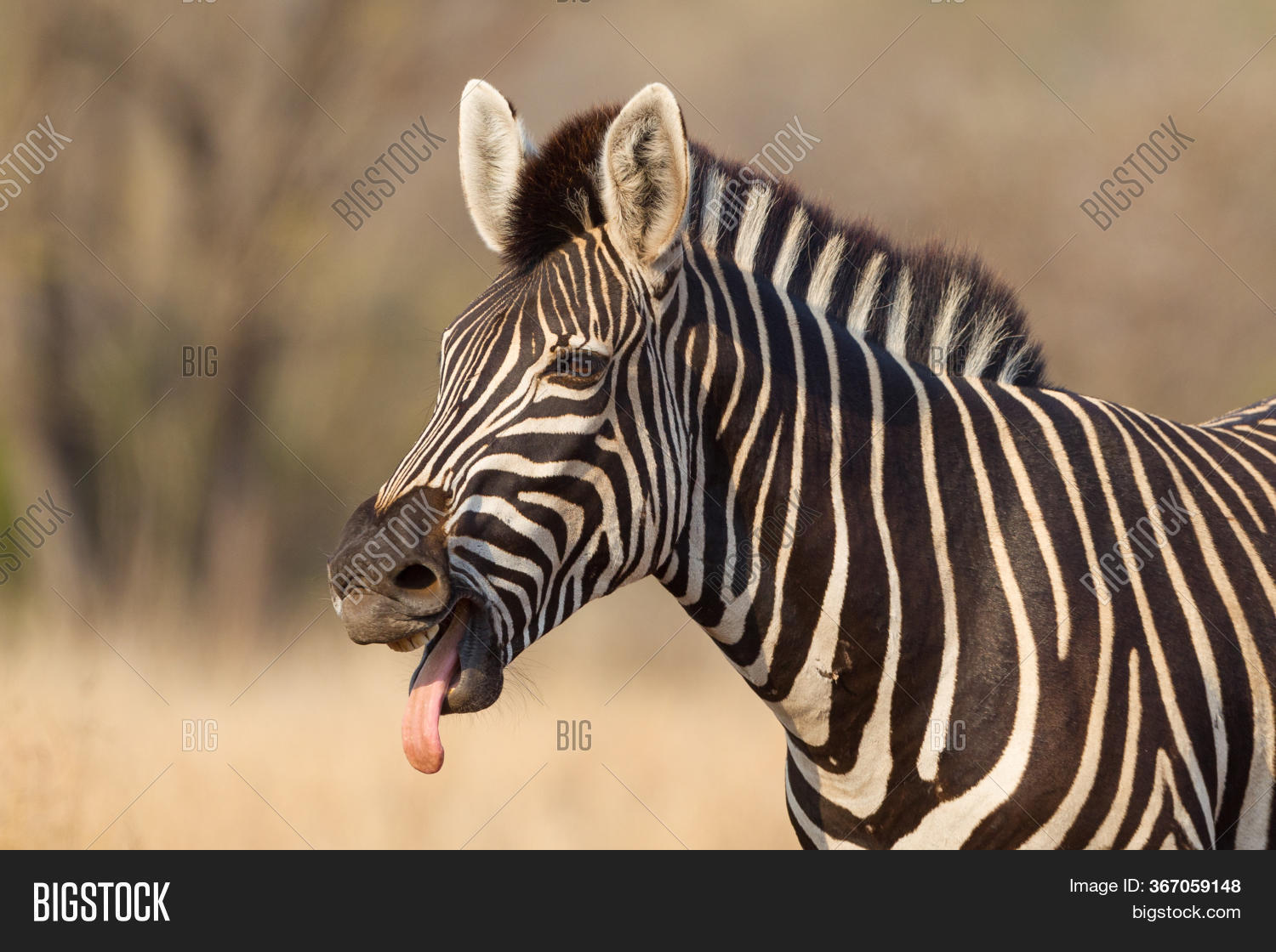 Single Adult Burchell' Image & Photo (Free Trial) | Bigstock