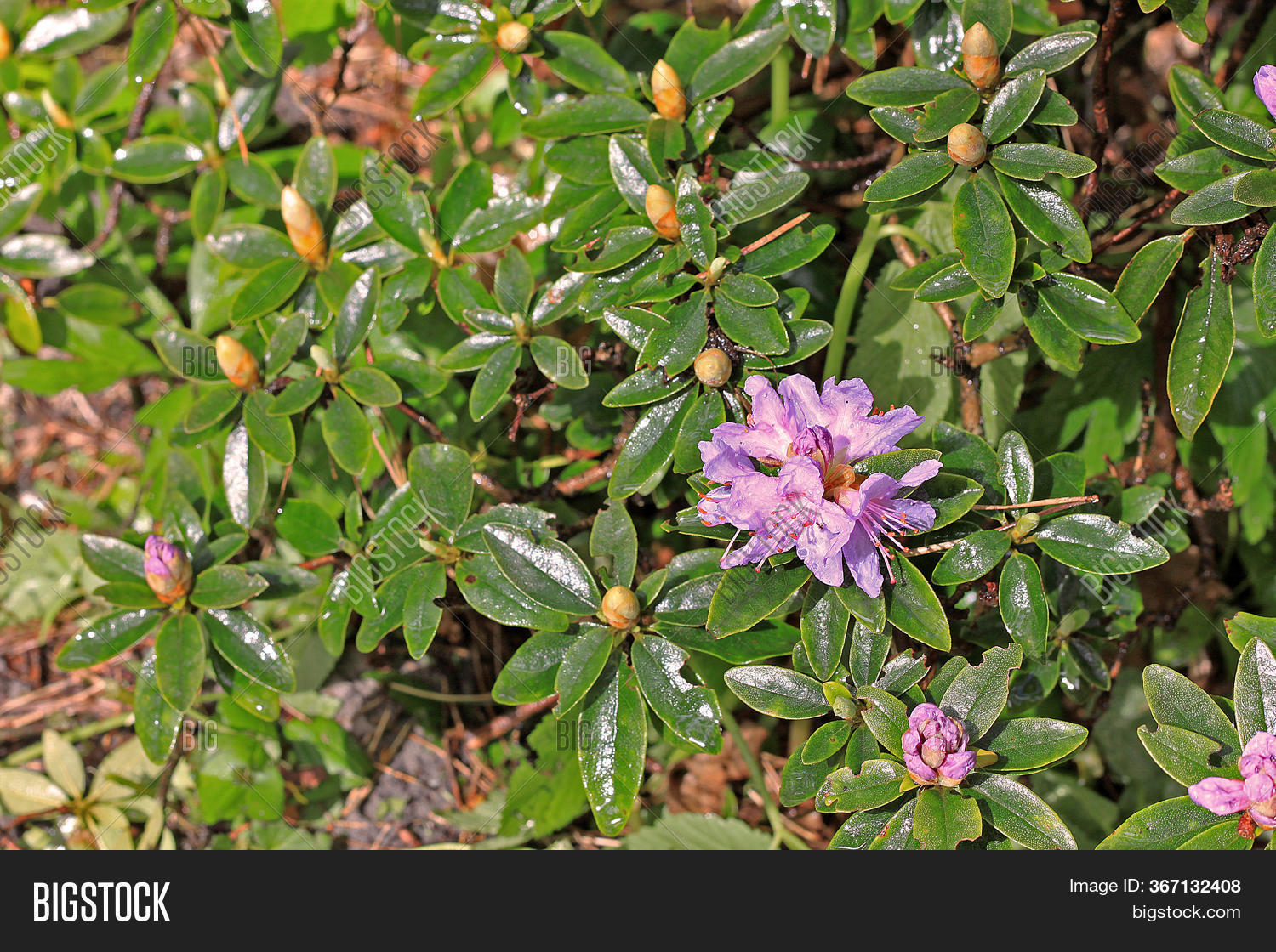 Spring Rhododendron Rhododendron Spring. Image & Photo (Free Trial) | Bigstock