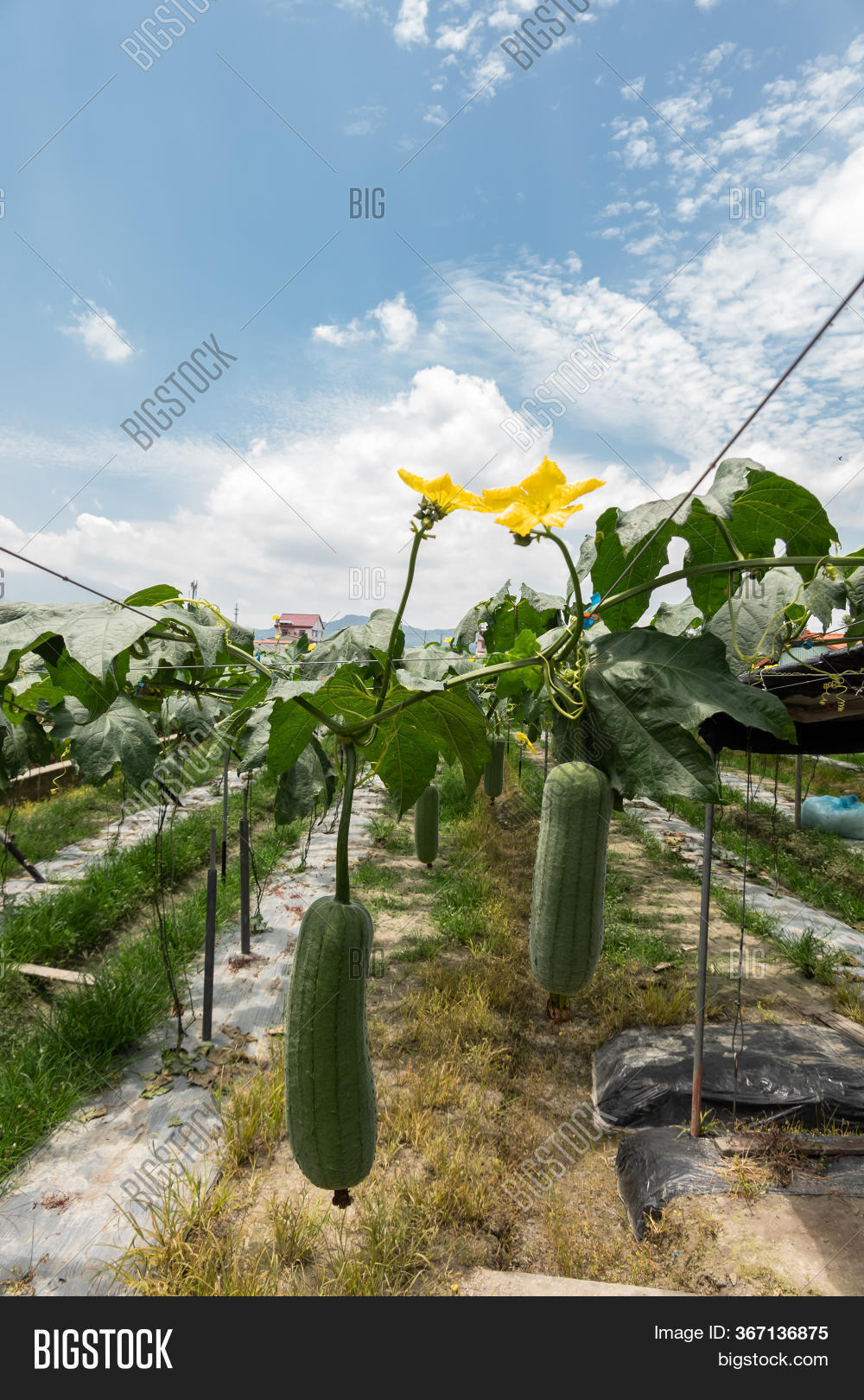 Loofah Farm Daytime Image & Photo (Free Trial) Bigstock