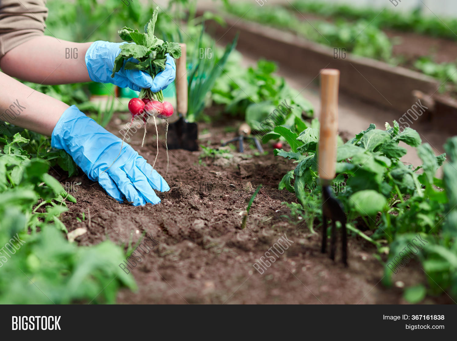Gardeners Hands Image & Photo (Free Trial) Bigstock