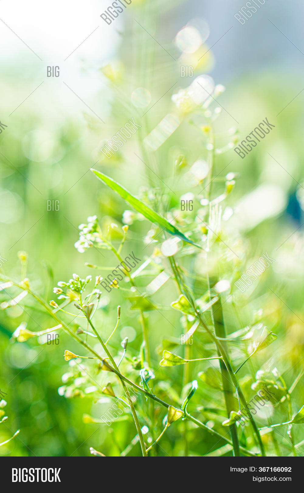Wild Grass Spikelets Image & Photo (Free Trial) | Bigstock