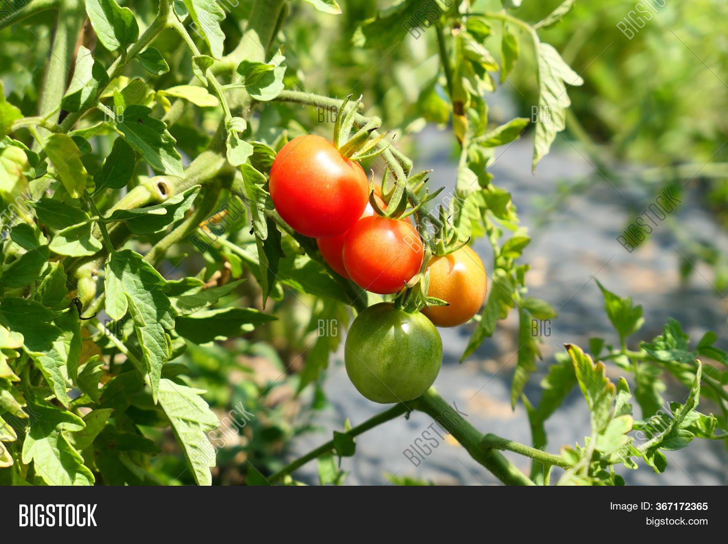 Ripening Tomatoes On Image & Photo (Free Trial) Bigstock