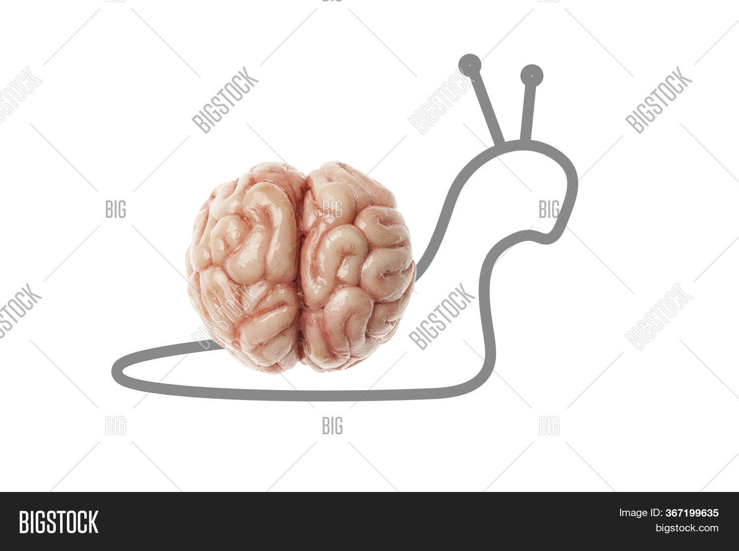 Slow Human Brain Image & Photo (Free Trial) Bigstock