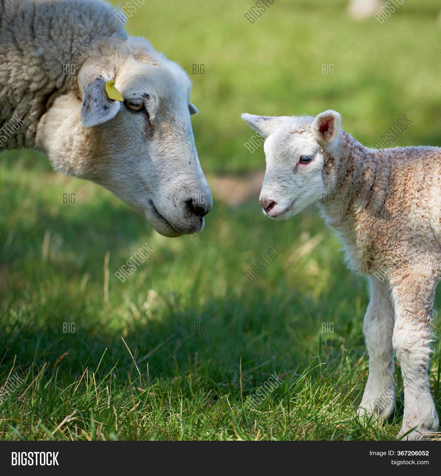 Urgent!  Spotting The Subtle Signs Of A Dead Lamb In An Ewe - ceefp3k