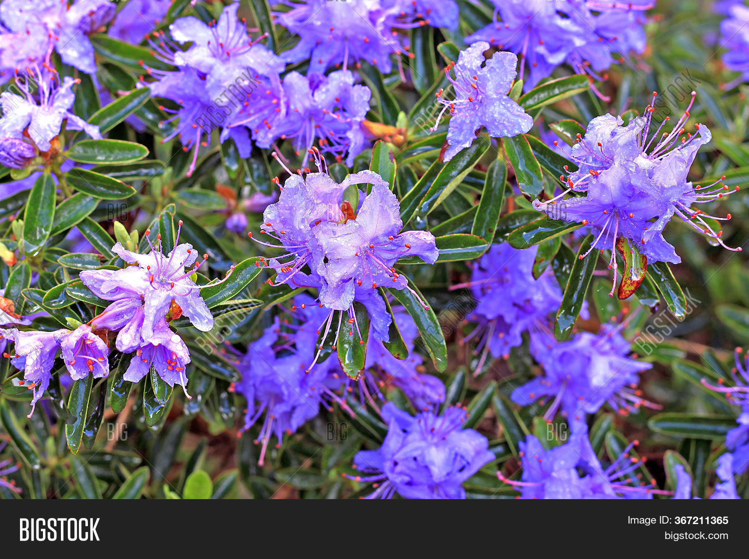 Rhododendron Spring. Image & Photo (Free Trial) | Bigstock