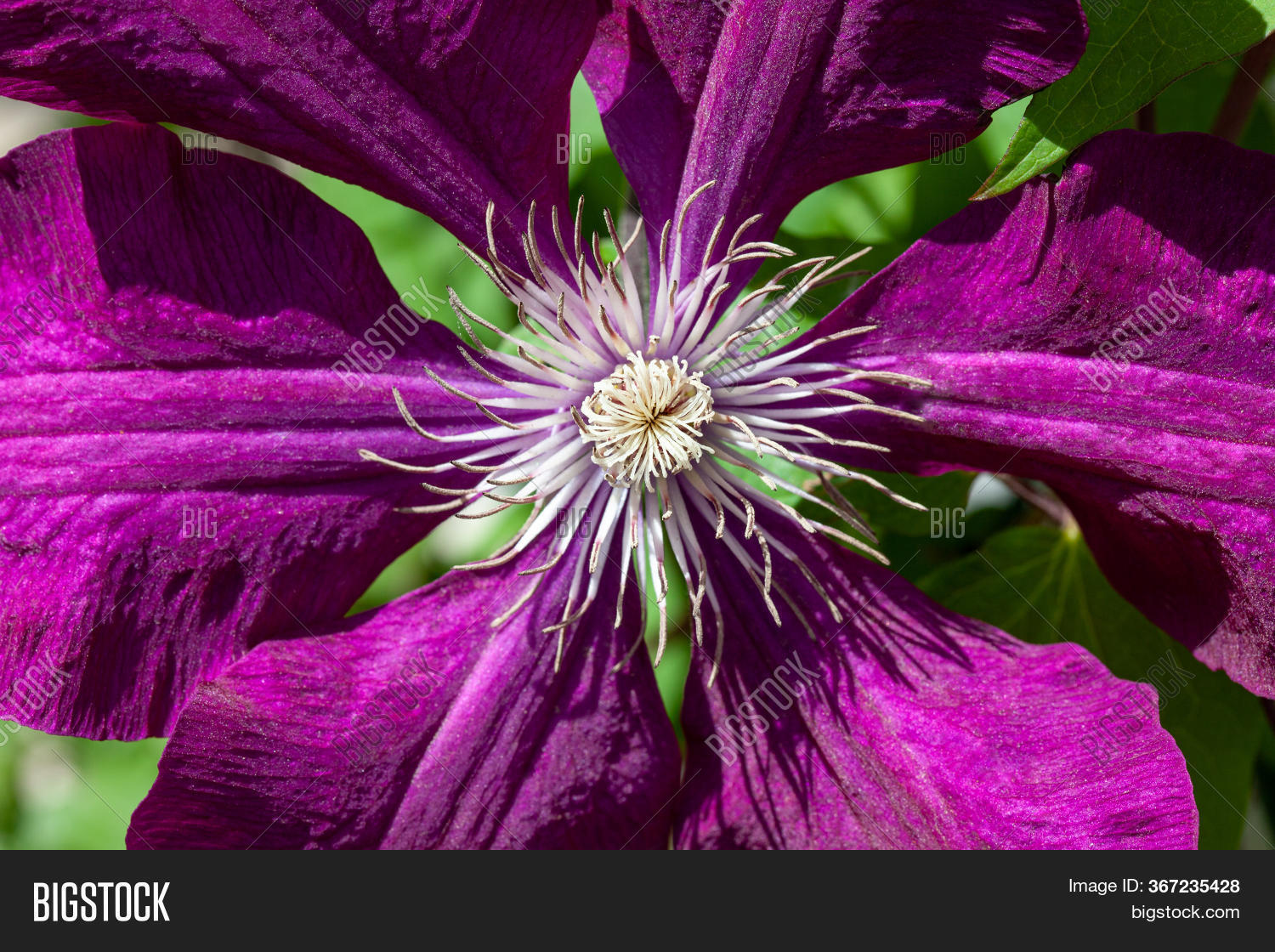 Blooming Purple Flower Image Photo Free Trial Bigstock