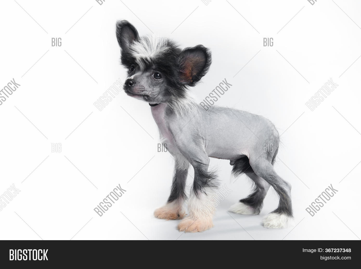 Small Darling Dog On Image & Photo (Free Trial) Bigstock