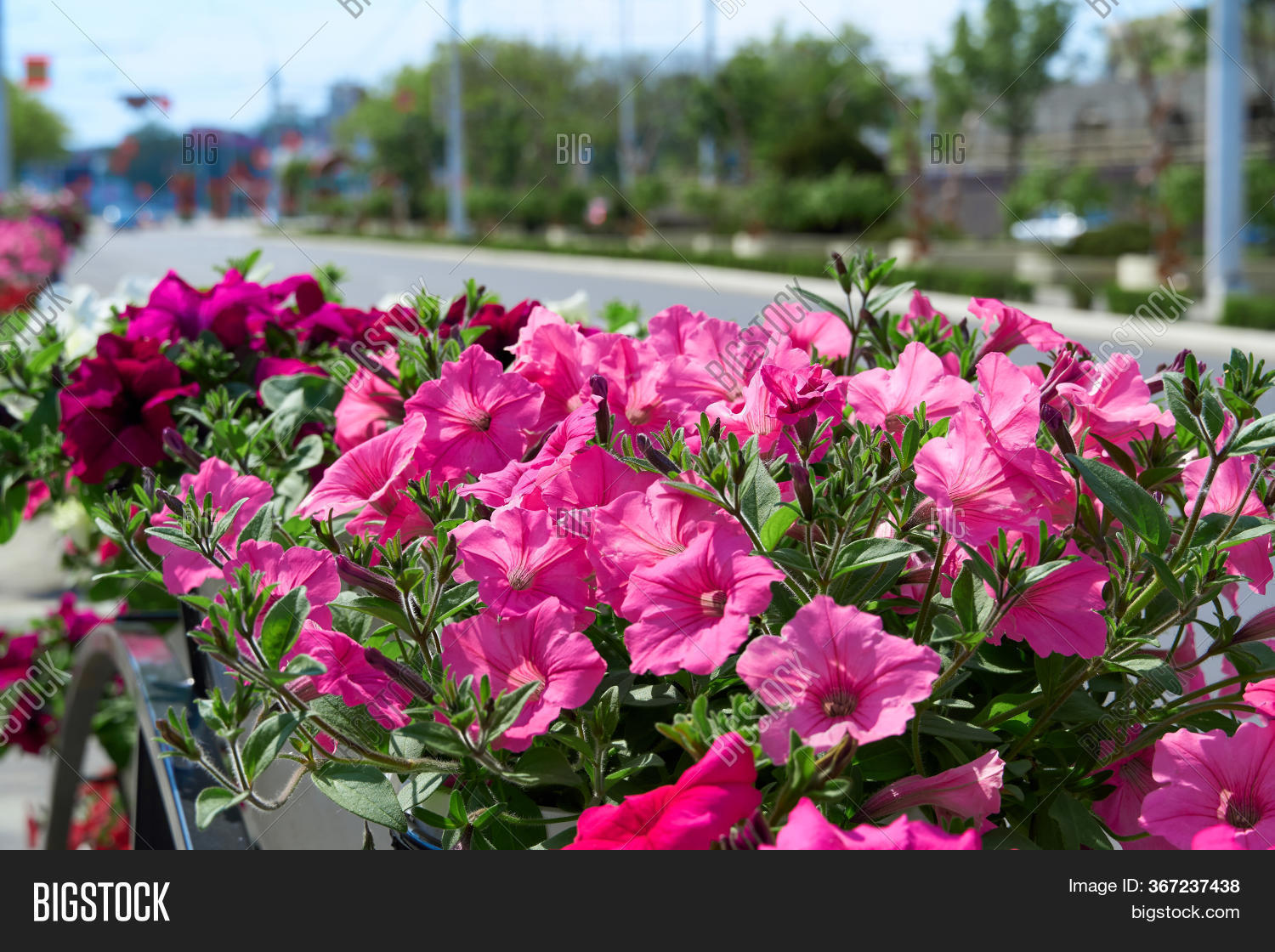 Flowers On City Street Image & Photo (Free Trial) Bigstock
