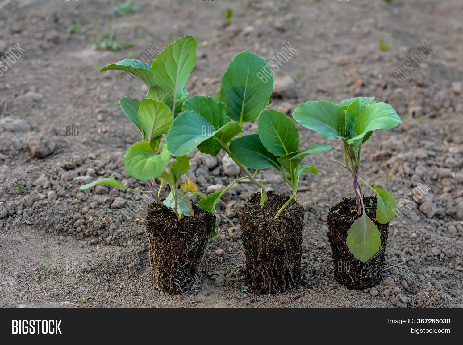 Cabbage Seedlings Peat Image & Photo (Free Trial) Bigstock