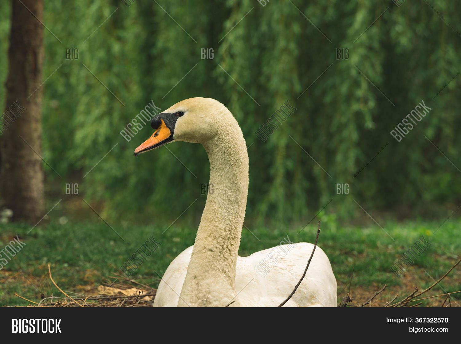 Swam Bird Portrait Image & Photo (Free Trial) | Bigstock