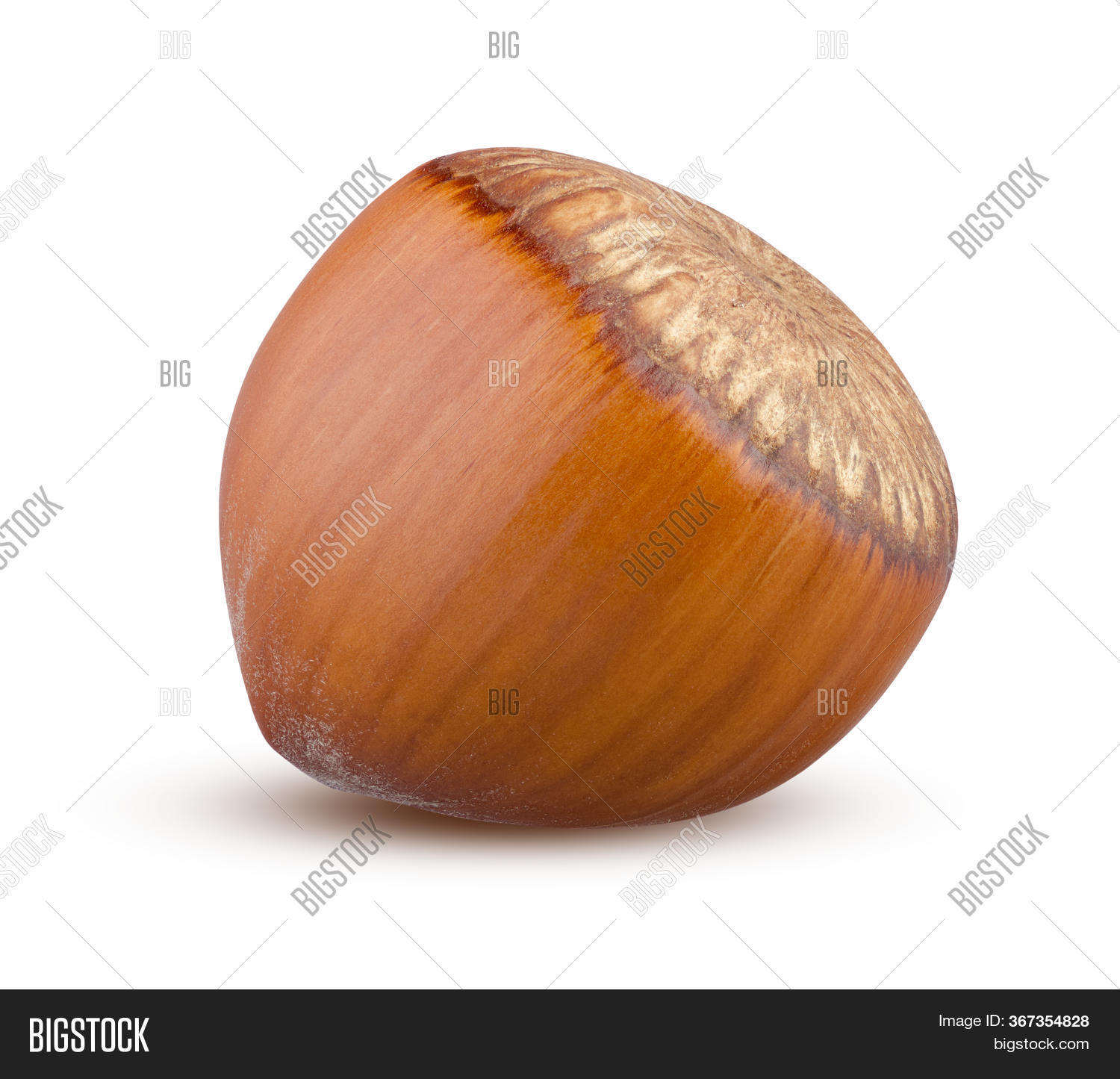 Hazelnut Seed Close Image & Photo (Free Trial) Bigstock