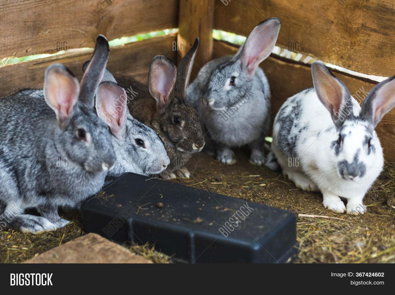 Breeding Group Rabbits Image & Photo (Free Trial) Bigstock