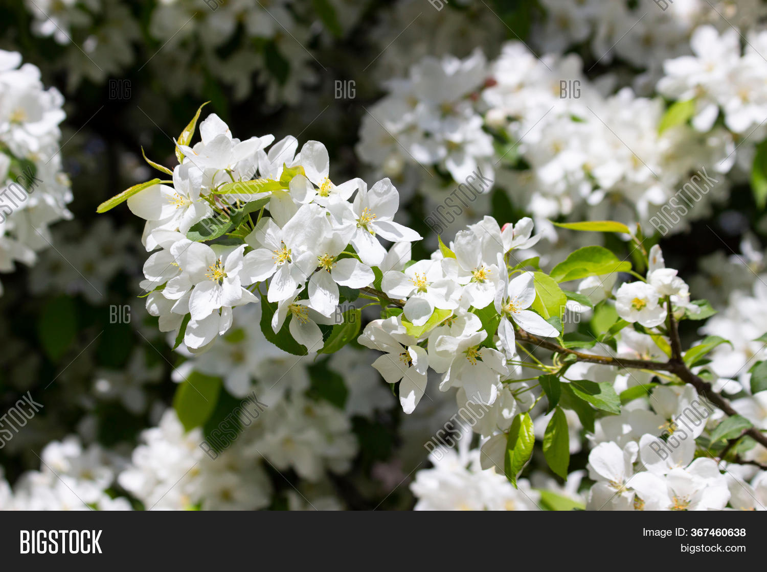 White Clusters Flowers Image & Photo (Free Trial) Bigstock