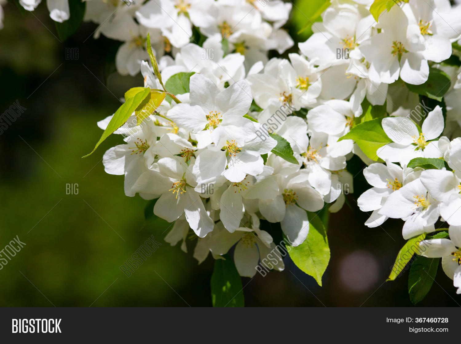 White Clusters Flowers Image & Photo (Free Trial) Bigstock