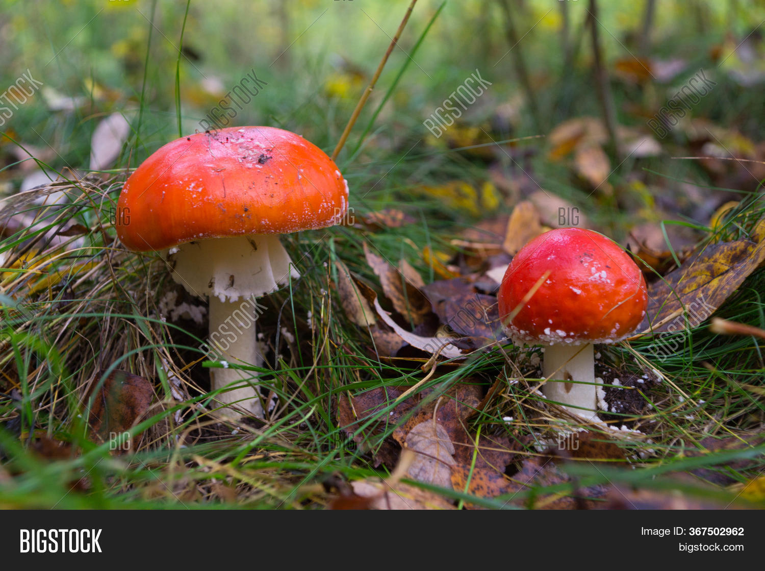 Two Red Toadstools Image & Photo (Free Trial) Bigstock