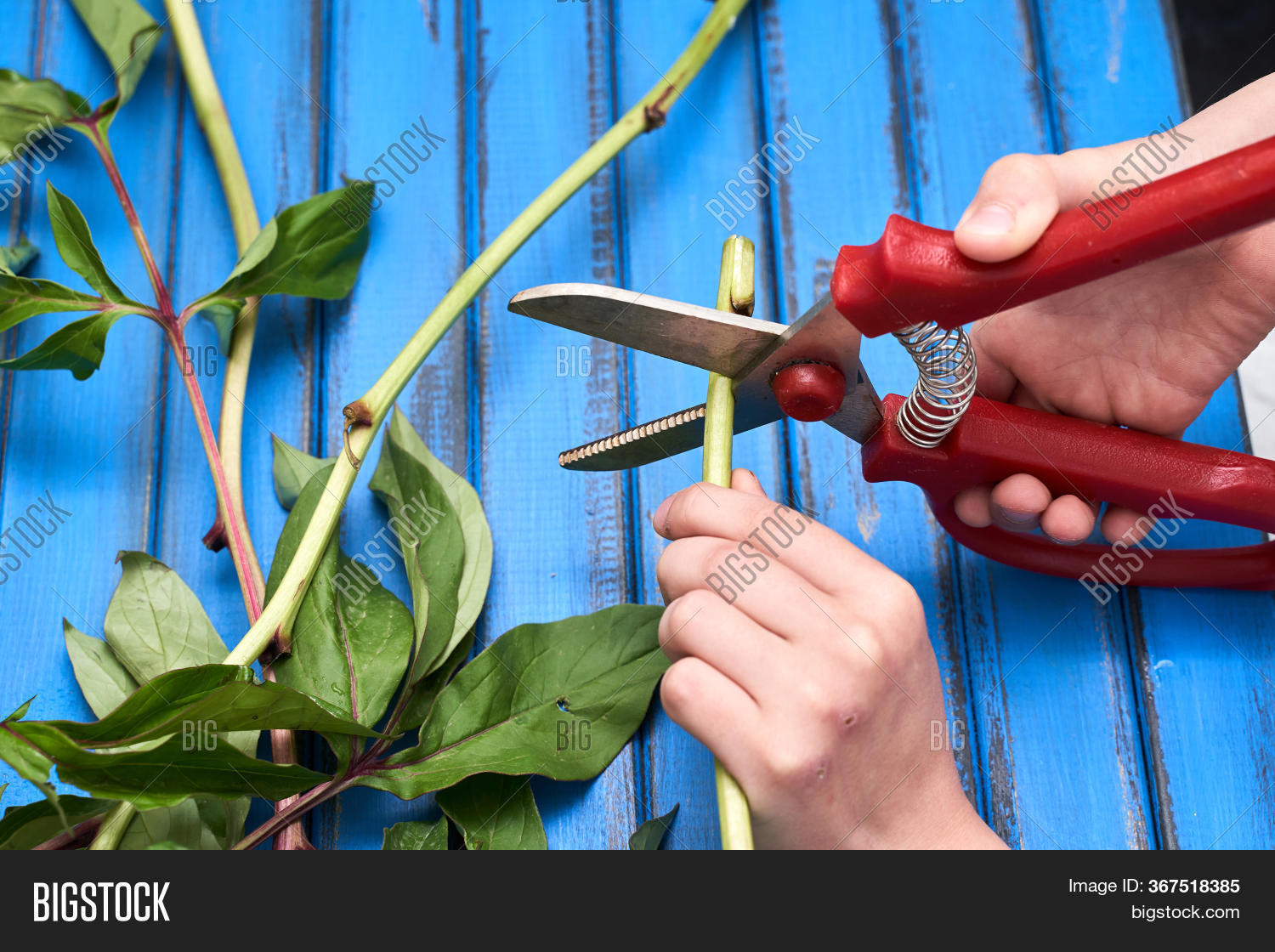 Pruning Stems Better Image & Photo (Free Trial) Bigstock