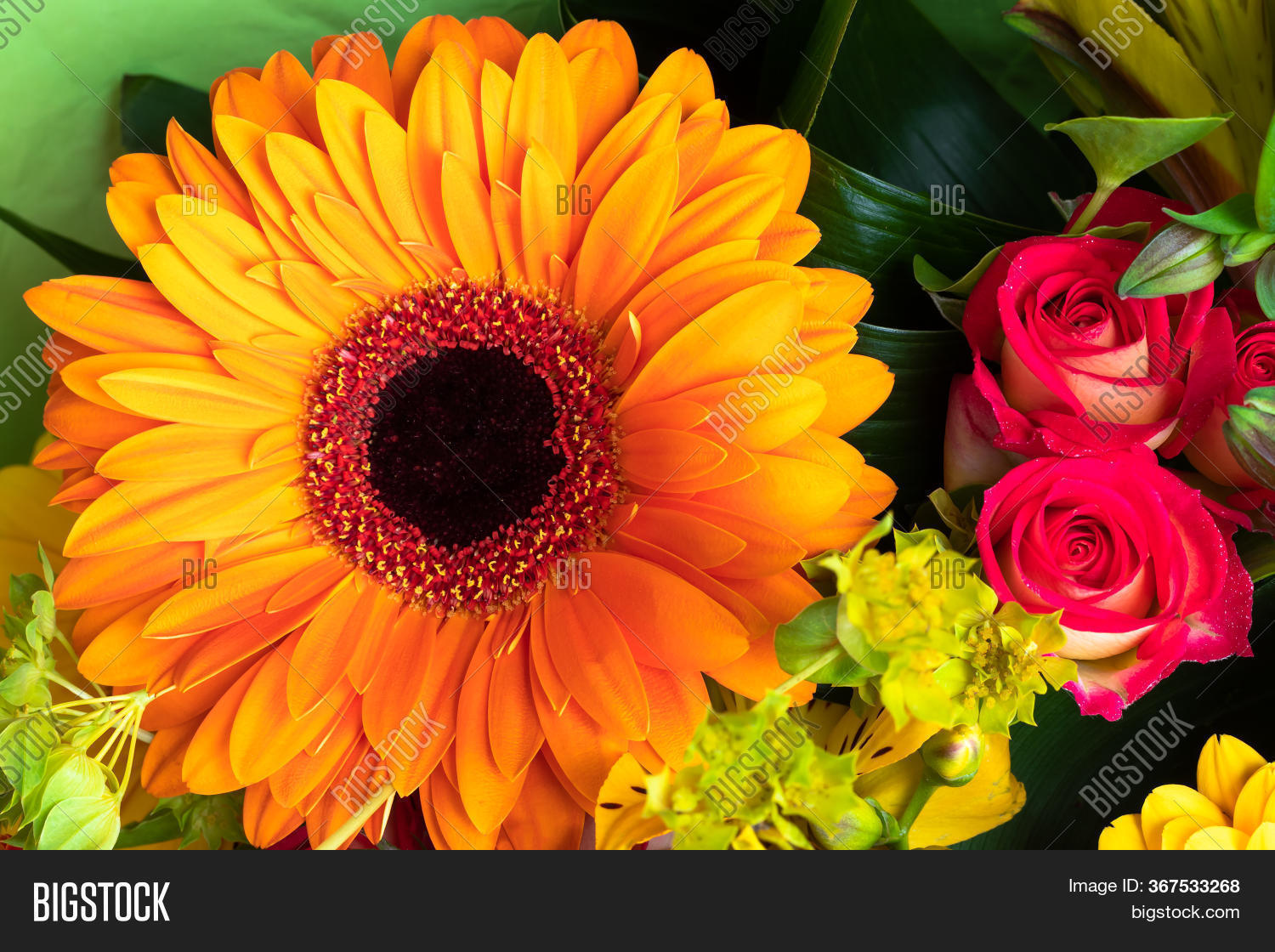Bright Orange Gerbera Image & Photo (Free Trial) | Bigstock