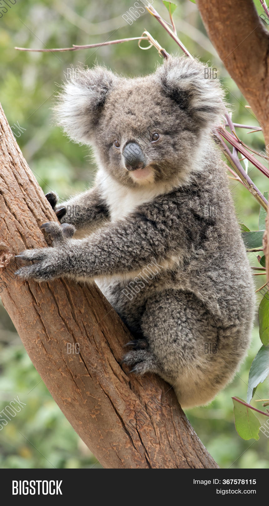 Young Koala Tree Image & Photo (Free Trial) Bigstock