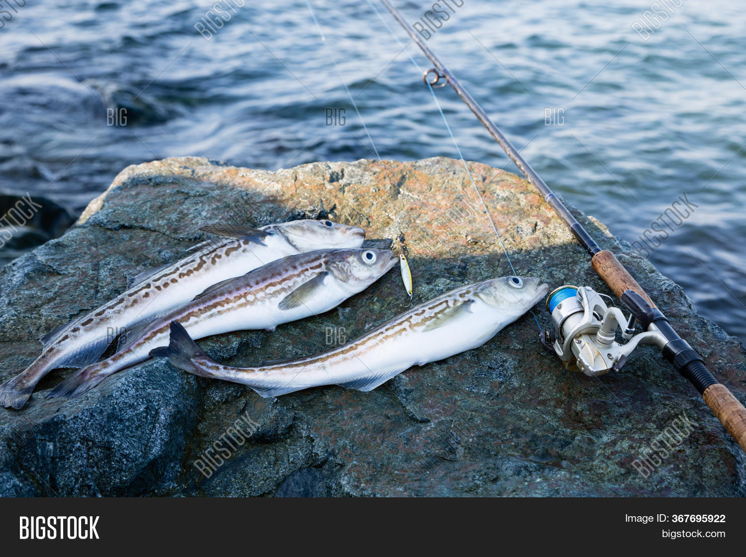 Caught Pollock Fish Image & Photo (Free Trial) Bigstock