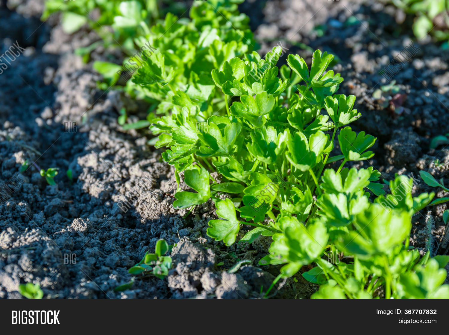 First Sprouts Parsley Image & Photo (Free Trial) Bigstock