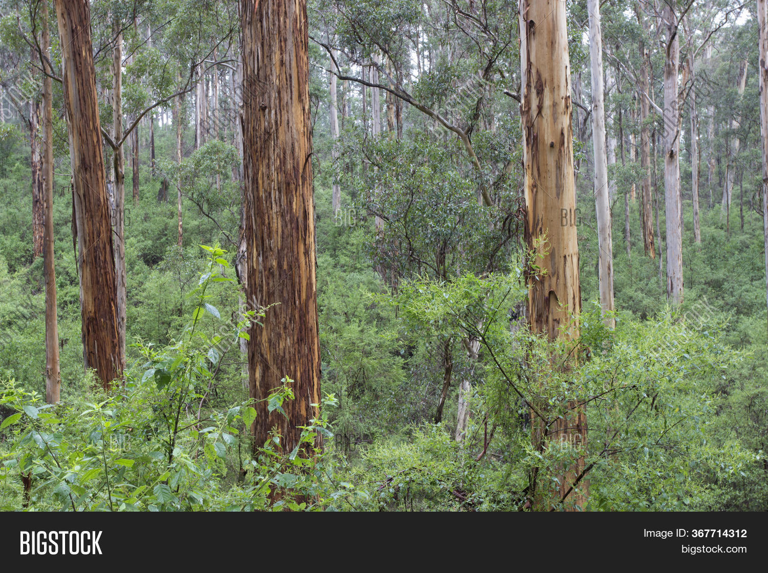 Tree Trunks Beautiful Image & Photo (Free Trial) Bigstock