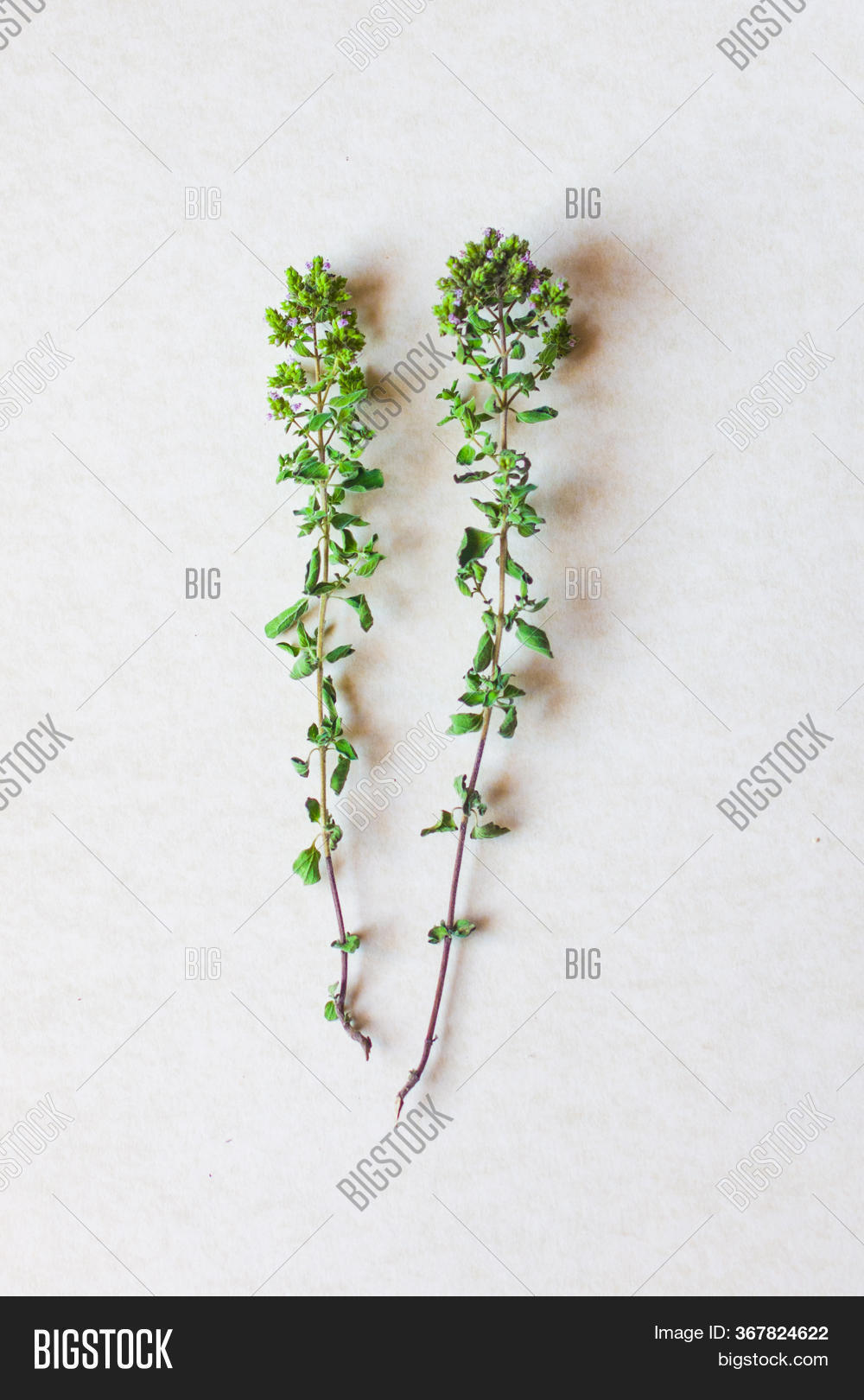 Aromatic Herbs Image & Photo (Free Trial) Bigstock