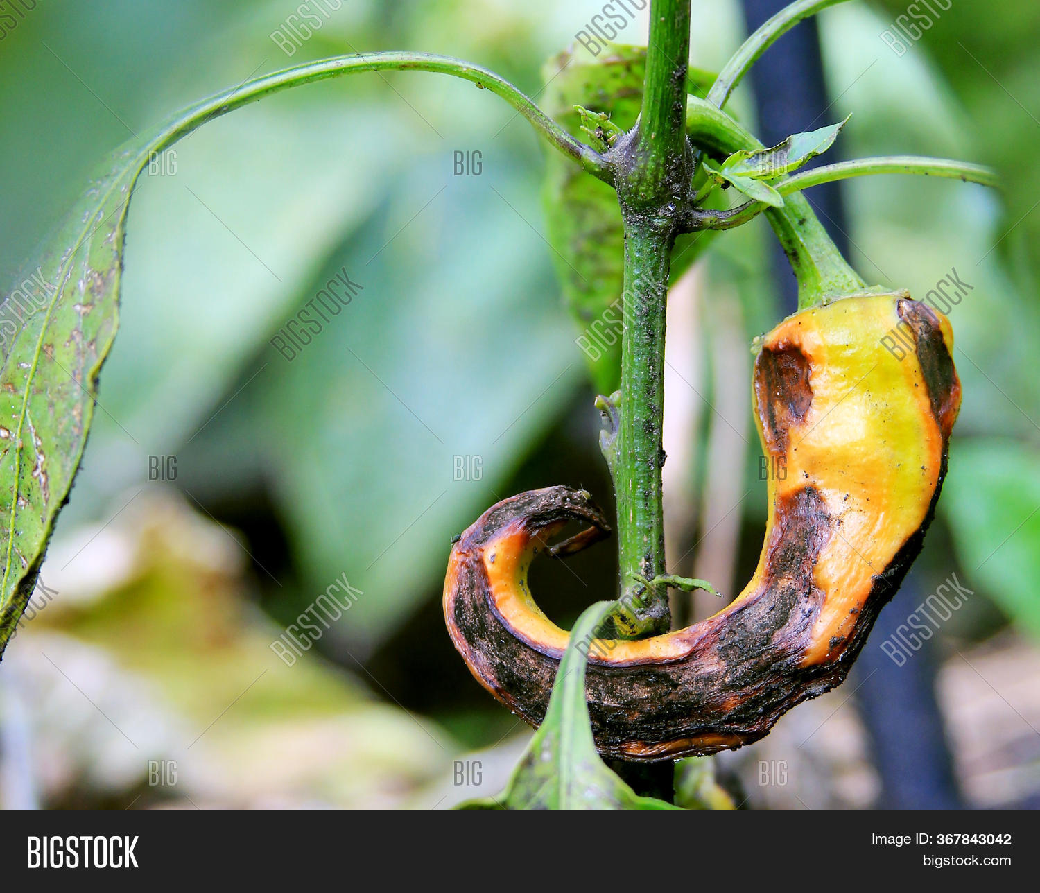 Diseases Peppers. Image & Photo (Free Trial) Bigstock