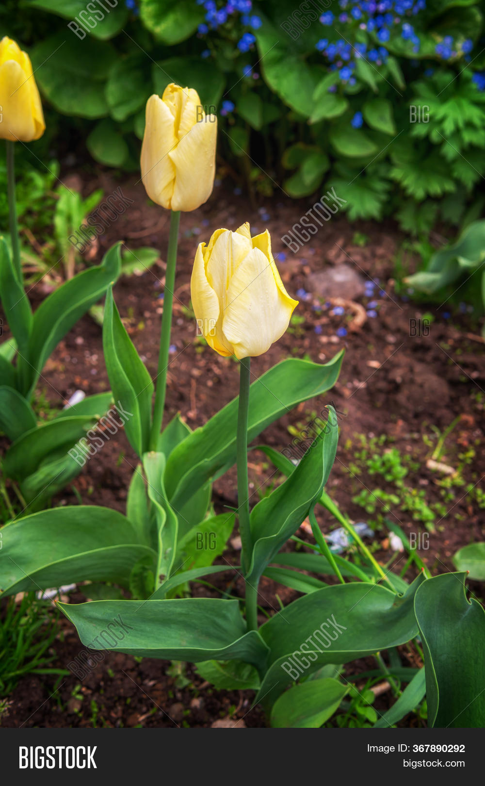 Tulips Growing Ground Image & Photo (Free Trial) Bigstock