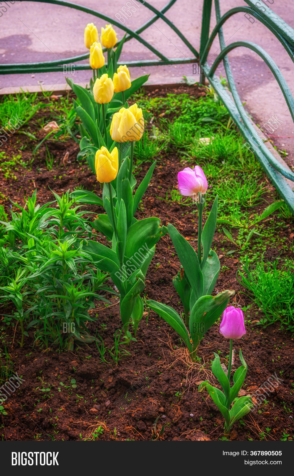 Tulips Growing Ground Image & Photo (Free Trial) Bigstock