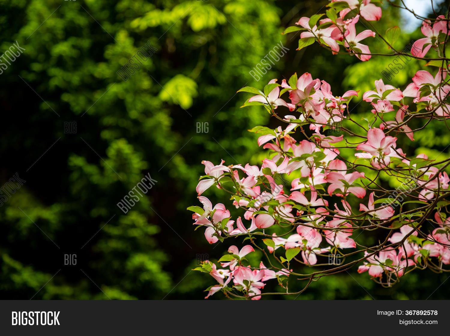 Flowers Cornus Florida Image & Photo (Free Trial) | Bigstock