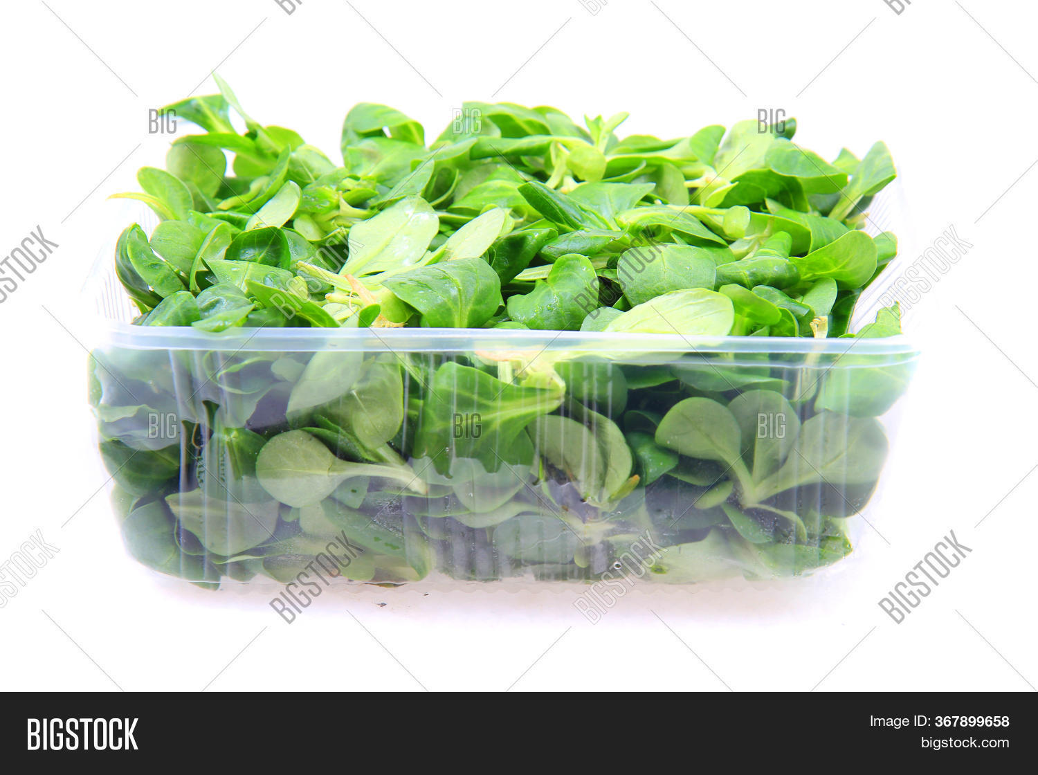Lamb's Lettuce Image & Photo (Free Trial) Bigstock