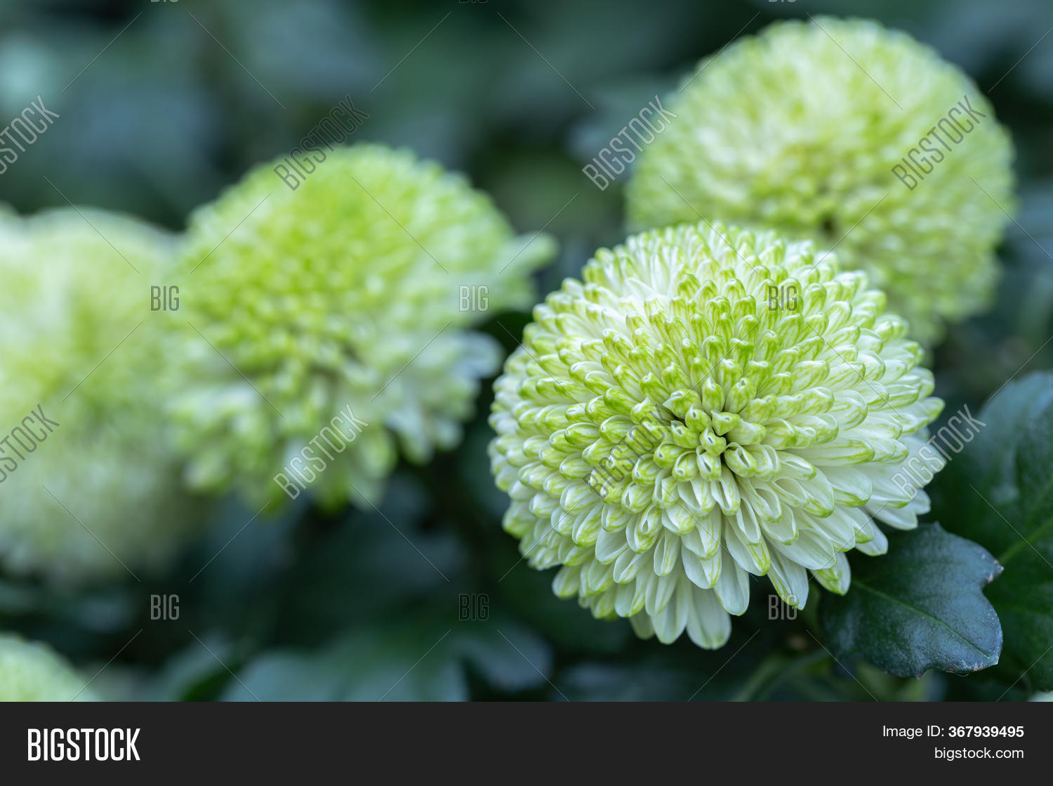 Pompom Chrysanthemums Image & Photo (Free Trial) | Bigstock