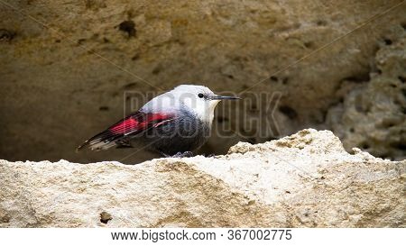 Rare Wallcreeper With Grey And Red Plumage Sitting In Ridge Of Mountain Wall