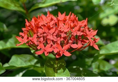 Close Up Of Red Lxora ,needle Flower In Garden