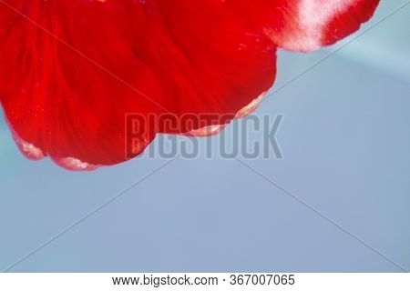 Big Red Tulip Petals With Place For Text. Copy Space