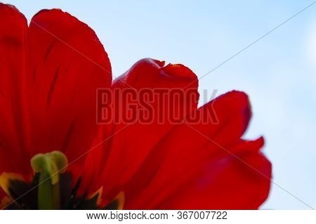Large Red Tulips Close-up. Spa Salon Concept.