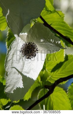 A Picture Of Some Handkerchief Tree   Blooming With Transmitted Light.     Vancouver Bc Canada