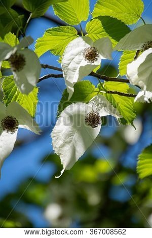 A Picture Of Some Handkerchief Tree   Blooming With Transmitted Light.     Vancouver Bc Canada