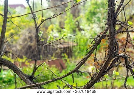Vine Growing Grapes, Vineyard, Place For Text, Copispace, Selective Focus. Lush Leaves On The Vines.